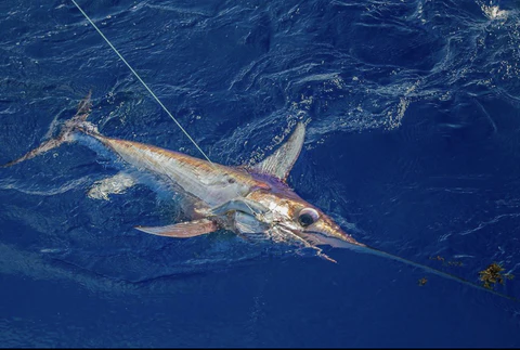 Photo of swordfish hooked with leader